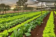 UNE impulsa Ruta Hortícola 360° para fortalecer producción sostenible